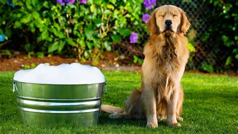 The average cost to install a bathtub is $4. How to give your dog a bath at home - YouTube