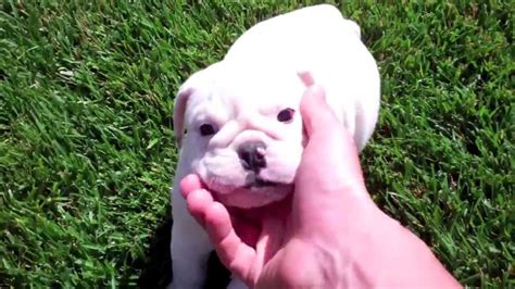 The english bulldog is a very popular breed with a wonderful temperament. AKC English Bulldog Puppies (Wrinkly Stock Small) 7 Weeks- San Diego, CA's PUPPY AVENUE - YouTube