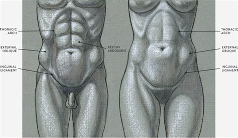 A diagrammatic anatomy drawing of abdomen and torso muscles muscles of torso, abdomen. Muscles of the Neck and Torso - Classic Human Anatomy in ...