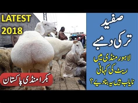 The animals to be slaughtered at qurbani are goats, sheep, cow, bulls and camel. bakra zibah ceremony.mp4 - VidoEmo - Emotional Video Unity