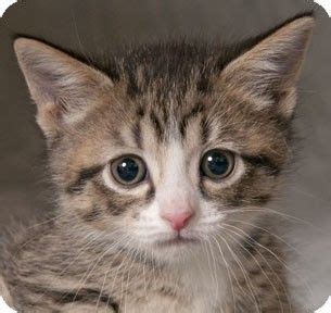 City and suburbs in the railroad age, building chicago: Chicago, IL - Domestic Shorthair. Meet Amy a Kitten for ...