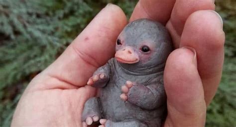 While the little platypus definitely looks adorable it is not a real living p> <p> it is unclear who shared the pictures first but many users have shared the same picture on twitter. Does this image show a tiny baby platypus? Fact Check ...