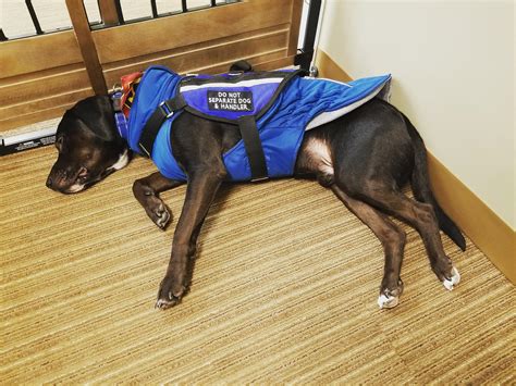 High blood pressure increases the risk of heart attack and stroke, but very low blood pressure is dangerous, too, he points out. My cardiac alert service dog working hard in the library ...