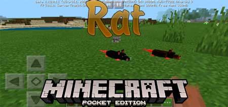 Maybe you would like to learn more about one of these? Мод Rat - Крысы для Minecraft PE на Андроид, iOS и Windows ...