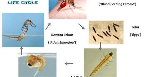 Siklus hidup nyamuk (page 1). Sains 'Best': Kitaran Hidup Nyamuk - Metamorfosis Nyamuk