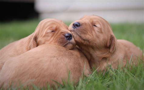 We offer a 30 days money back guarantee if you decide not to keep our puppy after our puppy arrives your home. Dark Red AKC Golden Retriever puppies in New England from ...