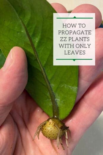 Check spelling or type a new query. ZZ Plant Leaf Propagation: 2 Easy Water & Soil Methods