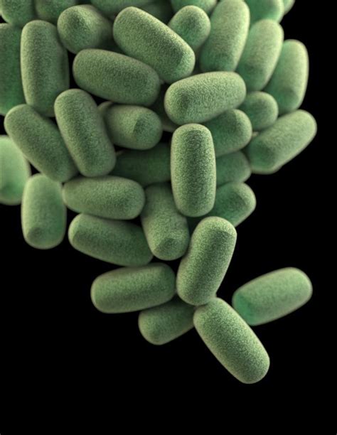 Bacteria (domain), firmicutes (phylum), clostridia (class), clostridiales (order), clostridiaceae (family), clostridium (genus), c. Details - Public Health Image Library(PHIL)