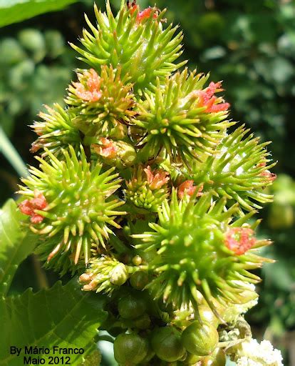 Abóbara, mamona, melancia, melão, milho, pepino e seringueira. Meu Cantinho Verde: MAMONA - ( Ricinus communis )