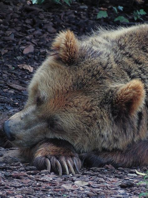 Maybe you would like to learn more about one of these? Hibernation - What is Hibernation? | Young People's Trust For the Environment