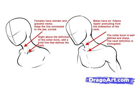 Anime neck & shoulders drawing. How To Draw A Neck by Dawn | Drawing anime bodies, Drawings