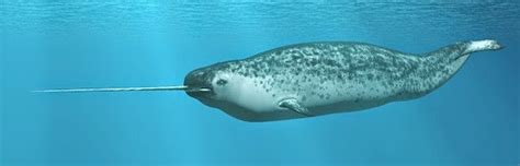 The incredible feats some animals can perform with only their instinct to guide are incredible and can. Narwhals Ngasa ~ Thu Tatuam (Siyin News)