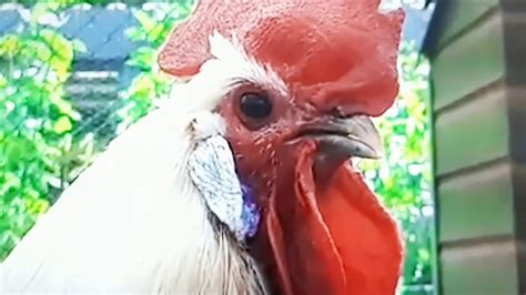 Feed your rooster & fulfill his needs. Rooster crowing compilation 2019 reverse - YouTube