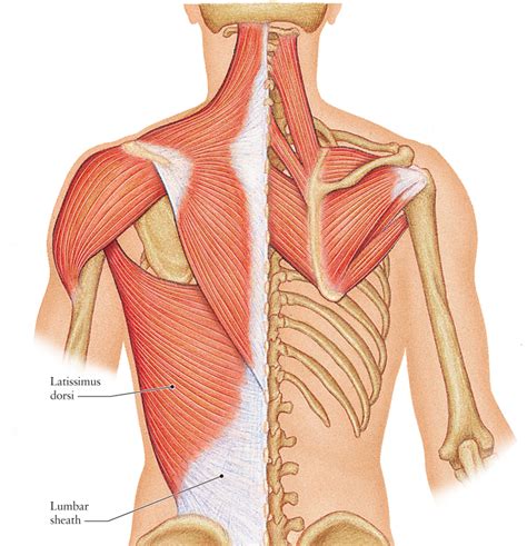 Here are some images of the large torso muscle model from lab. Human Anatomy for the Artist: Posterior Torso Muscles ...