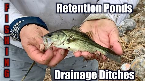 Retention ponds are becoming increasingly more popular on both residential and commercial sites, and many states and municipalities now require them in new developments. Fishing and Cast Netting In A Retention Pond and Drainage ...