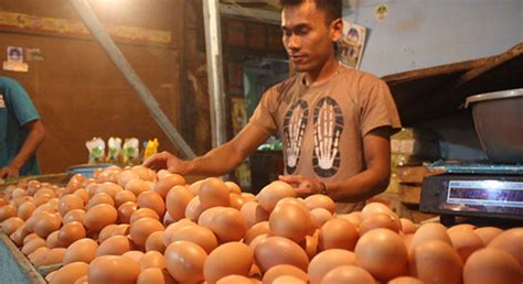 Sedangkan ayam broliler atau ayam ras pedaging dianggap dipelihara dengan menambahkan obat obatan agar cepat besar dan gemuk, padahal itu salah. Telur dan Daging Ayam Ras Picu Inflasi | radarsukabumi.com