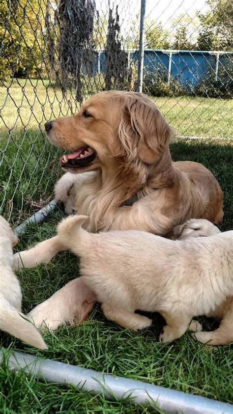 Everyone of our puppies is raised with our family and receives special love and care from the moment of birth to the day they go home with their forever families. Golden Retriever Puppies For Sale | Philadelphia, PA #244914