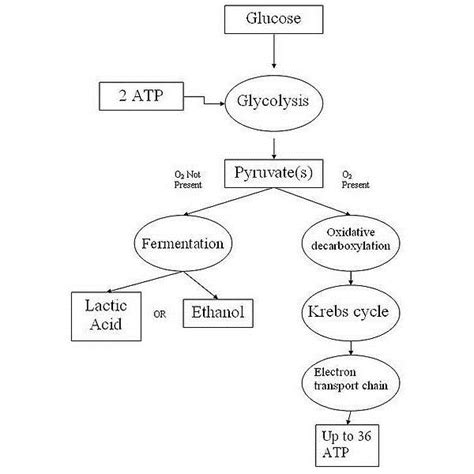 What is this molecule called? Overview Of Cellular Respiration And Fermentation ...