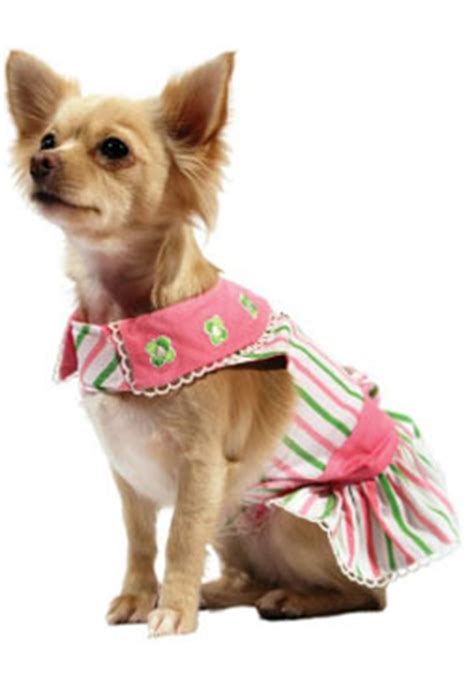 Do dooni chaar wizards on deck with hannah montana Chihuahua Dress - Chihuahua Clothes