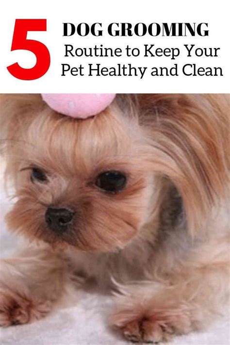 We did not find results for: Simple Dog Grooming Tips To Clean Your Jack Russell's Face ...