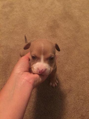 The pitbull puppies likes to play, but he also enjoys spending his days relaxing on the sofa. PR UKC Pitbull Bully Puppies Ready for new homes for Sale ...