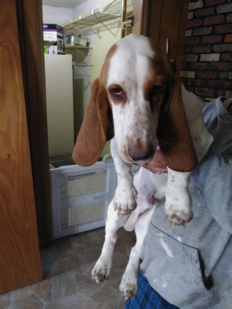 Beautiful basset pups, males available now. Basset Hound Puppies For Sale | Kalamazoo Township, MI #272656
