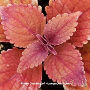 Coleus dark heart coleus great falls iguazu coleus inferno coleus kong empire mix coleus main street broad street coleus main street sunset boulevard coleus redhead coleus rustic orange coleus saturn coleus tilt a whirl coleus coleus. Full Sun Coleus Archives : Page 2 of 2 : Honeymoon Acres ...