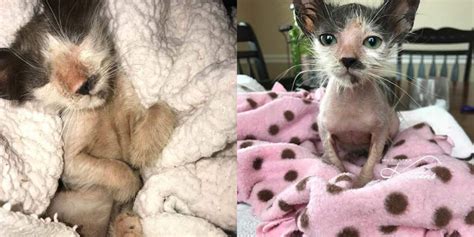 It premiered on netflix on december 14, 2020. Tiny Bald Kitten Grows Up To Have The Biggest Personality ...