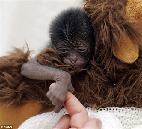 A mother and a baby camel were lying around, and suddenly the baby camel asked, mother, may i ask you some questions? Pictured: The baby gibbon who thinks a cuddly toy camel is ...