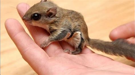 Do the covid vaccines not only keep the person from getting sick, but also from spreading the virus if exposed? FWC clips flying squirrel trafficking operation | WTVX