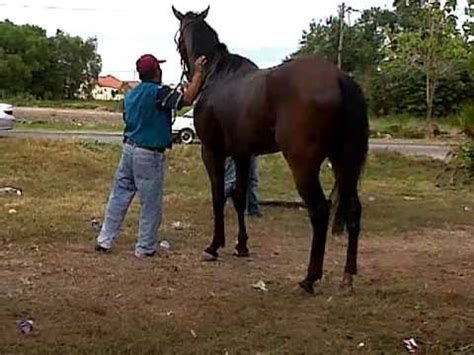 Kumpulan kuda kawin | horses mating #horsesmating #kudakawin # tuosafeto terimakasih sudah menonton. Kuda Ngentot