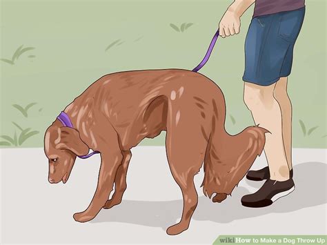 If your dog eats something they shouldn't, it's possible they'll vomit it up themselves. How to Make a Dog Throw Up - Dog Wheelchairs India