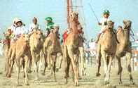 Please allow me to put my head inside your tent.. Camel race, camel racing uae, camel jockeys, human ...