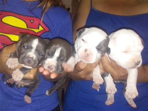 Probulls xl american bullies and xl pitbull puppies are available anywhere in the world including for those who require shipping to az, we would be happy to set up puppy shipping for you at your. American Pit Bull Terrier Puppies For Sale | Tucson, AZ #176782
