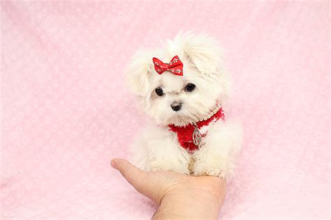 He is one of the founders of the cuban nueva trova, along with silvio rodríguez and noel nicola. Miss Perfect - Micro Teacup Maltese Puppy has found a good ...