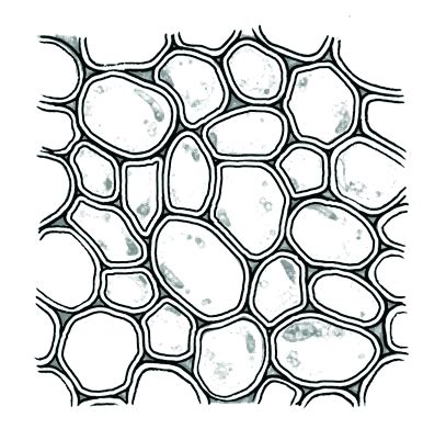 Cells are defined as the smallest, structural, and functional unit of an organism, which is characteristically microscopic. Plant tissues | Plant and animal tissues | Siyavula