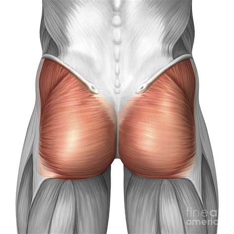 Diagram summarizing the muscles location of the gluteal group. Close-up View Of Human Gluteal Muscles Digital Art by ...