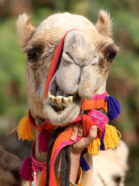 Where might the scientists find accessible camels the spanish dromedaries—the same type of camel that populates north africa and the middle east—are used for the benefit of the islands'. Camels May Be A Source Of The Middle East Coronavirus ...