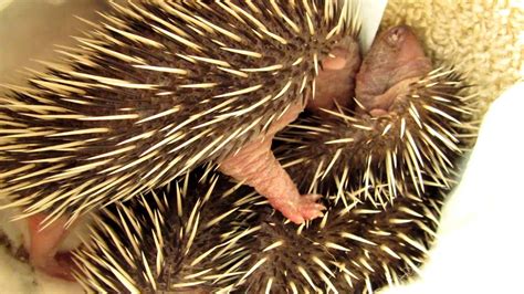 Baby hedgehog bubble gum shipped photo print, baby hedgehog print, woodland animal nursery decor baby animal wall art by amy peterson. Baby egels en geluid. Sound of a baby hedgehog - YouTube
