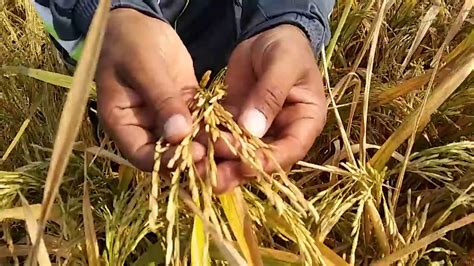 Paddy cultivation can also be successfully done on a light loam land with adequate irrigation. BASMATI RICE cultivation in Uttar Pradesh - YouTube