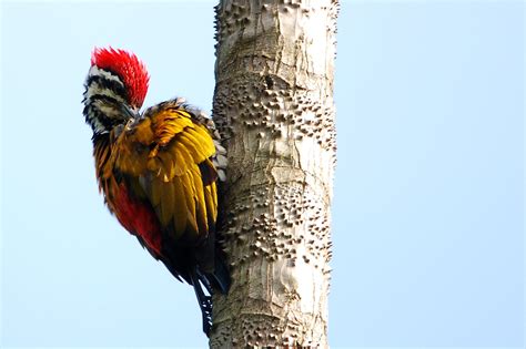 The supreme law of the land—the constitution of malaysia—sets out the legal framework and rights of malaysian citizens. Penang Birdwatching - Bird Malaysia