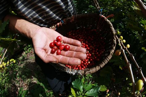 You are starting a journey that will take you back almost 300 years. Puerto Rico coffee plantations | Love 2 Fly