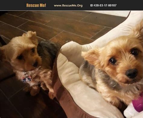 They are 12 weeks 2 days and they are very small purebred teacup yorkie puppies. ADOPT 20031700107 ~ Yorkie Rescue ~ Tucson, AZ