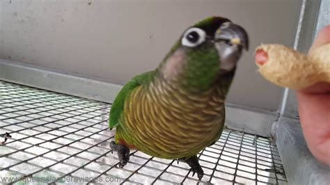 The adults have a thin brown and red frontal band with green cheeks, crown, and hindneck. Maroon-bellied Conure being hand fed peanuts - YouTube