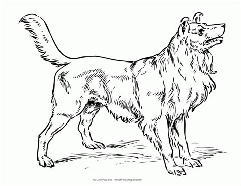 Dog, wolf, kitten, unicorn, coloring pages for kids, my little pony, paw patrol. Dog Breeds Coloring Pages - Coloring Home