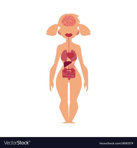You're probably laughing to yourself, saying, it's not some great mystery—i know enough about this to get by. this is the first of two posts exploring the internal reproductive systems. Anatomy chart human internal organs female body Vector Image