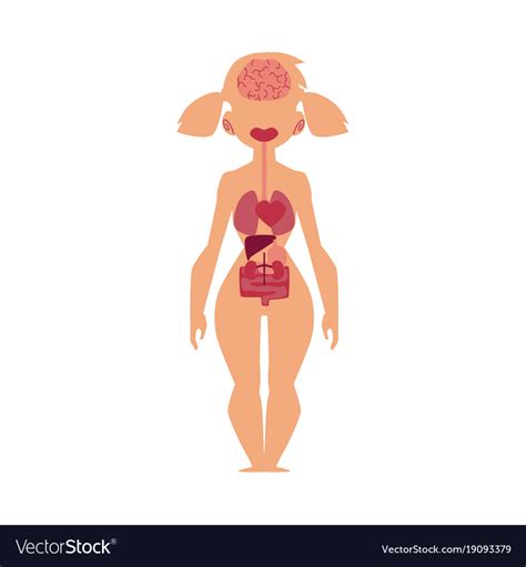 Human anatomy for muscle, reproductive, and skeleton. Anatomy chart human internal organs female body Vector Image