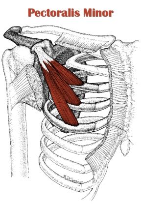 Almost all muscles cross at least one joint (moveable connection between two bones) and cause an action across that joint. The Definitive Guide to Pectoralis Minor Anatomy, Exercises & Rehab