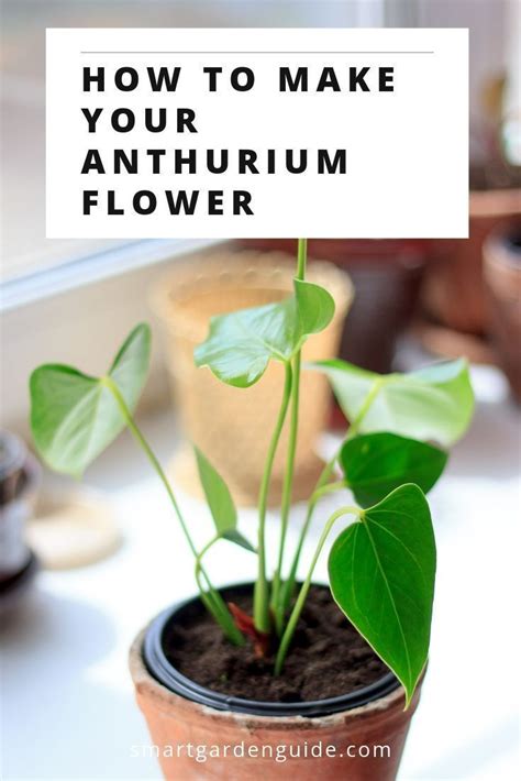 Get flowers sent to your house. 7 ways to make your anthurium bloom. If your Flamingo ...