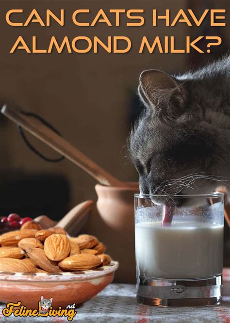Sweetened almond milk, unsweetened almond milk, chocolate almond milk, and almond coconut milk are just a few of the varieties available and each. Can Cats Have Almond Milk? Is It Safe For Your Kitty?